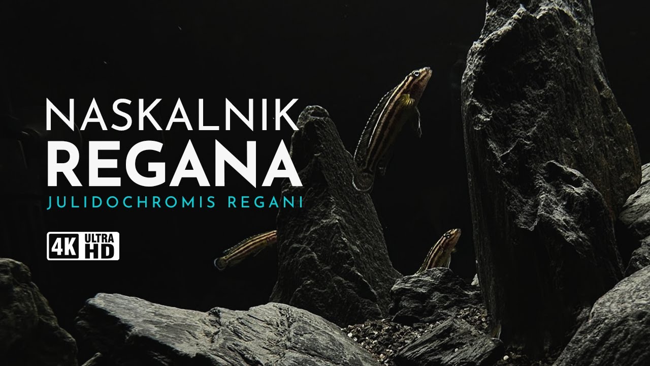 Naskalnik Regana (Julidochromis Regani) Tanganika