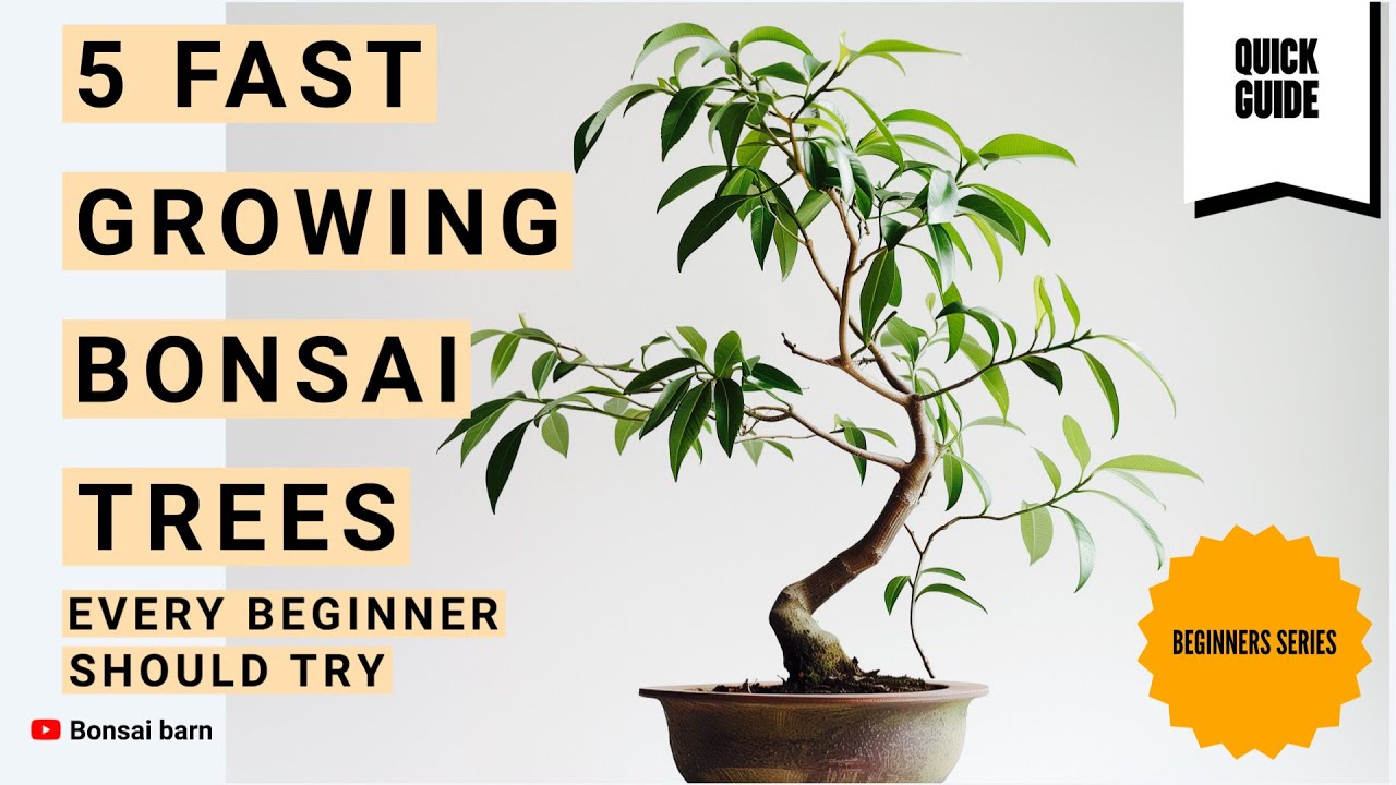 &ldquo;5 Fast-Growing Bonsai Trees Every Beginner Should Try.&rdquo;