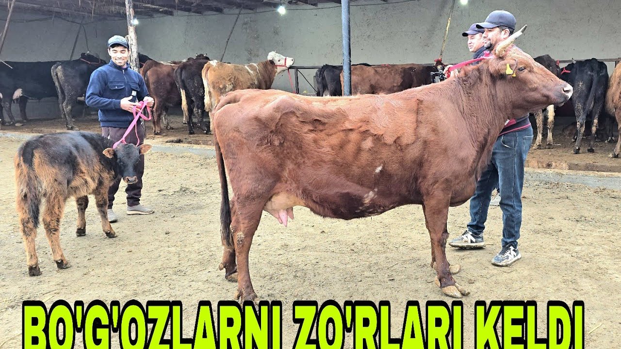 Razzoq akadan yangi partiya ona bola va bo'g'ozlarni zo'rlari 30 января 2026 г.