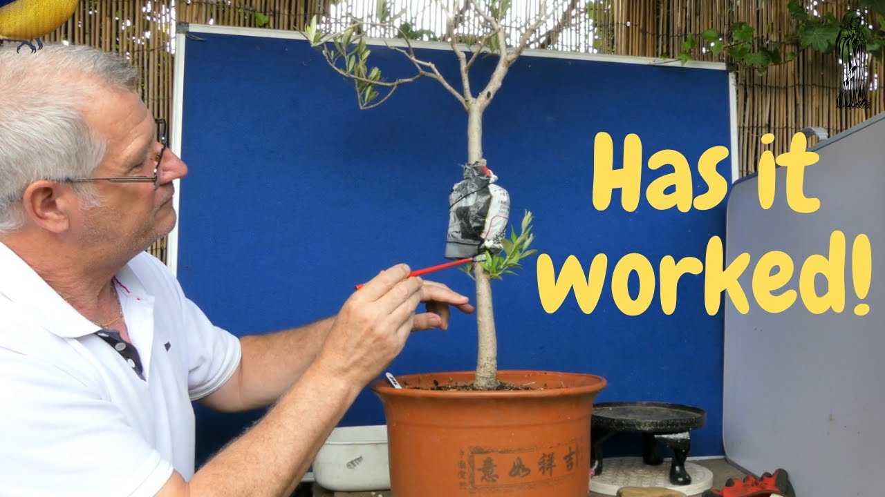 Was my first Bonsai Olive Airlayer a success