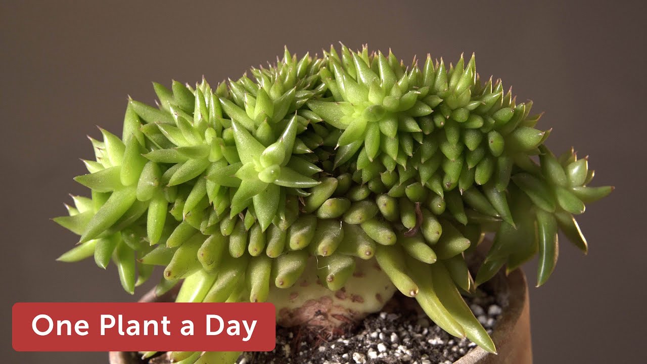 Echeveria agavoides f. Cristata Houseplant Care — 254 of 365
