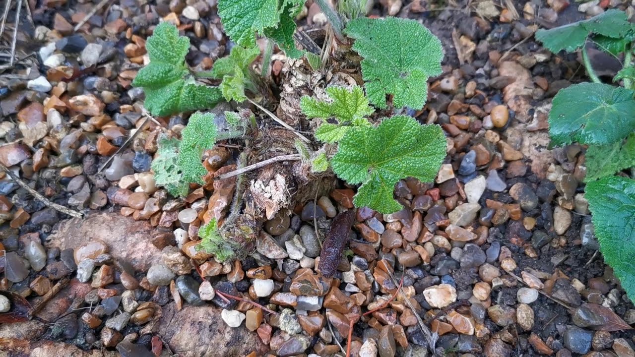 Hollyhocks Winter Care