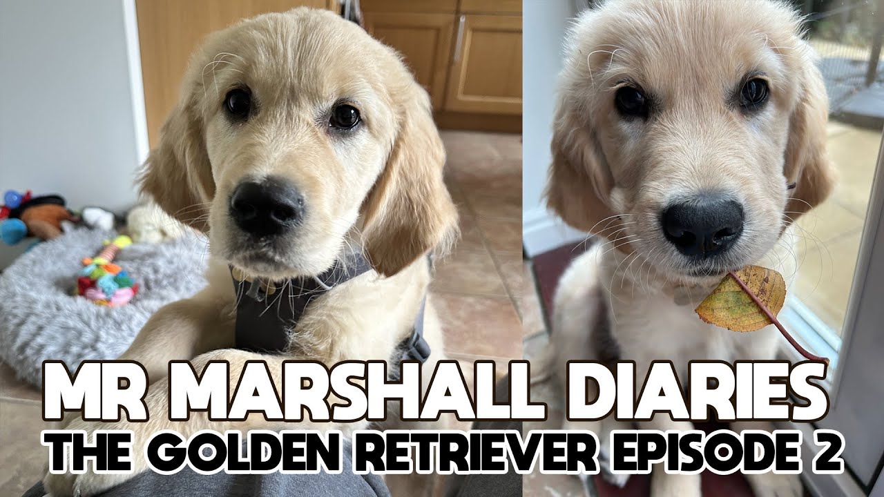 Mr Marshall Diaries Ep 2 || Biting, toys and toileting fun!