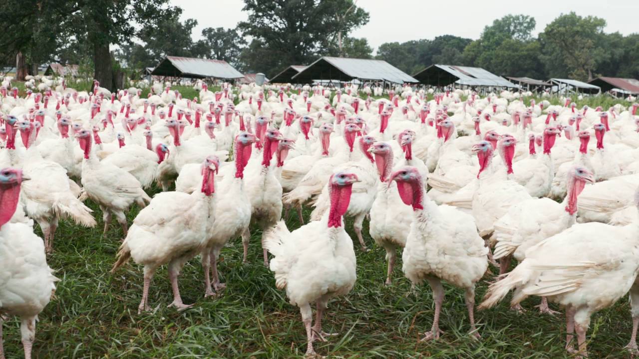 Ferndale Market Turkey