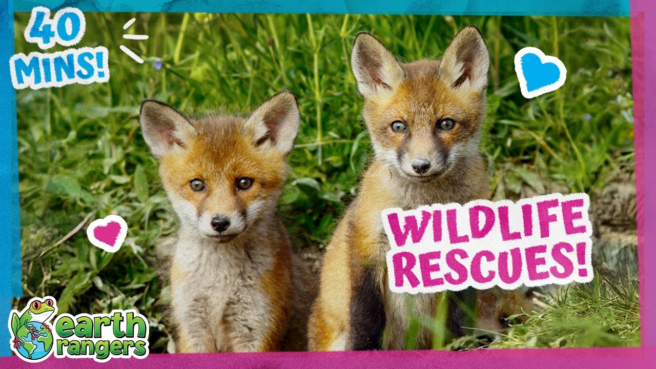 40 Minutes Of Wildlife Rescues, Games And More! | Earth Rangers