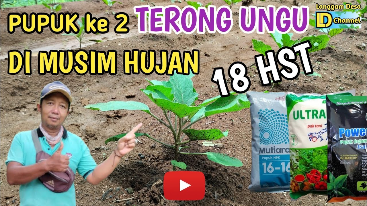 PUPUK TERONG UNGU KE 2 USIA 18 HST [ Saat musim hujan ]