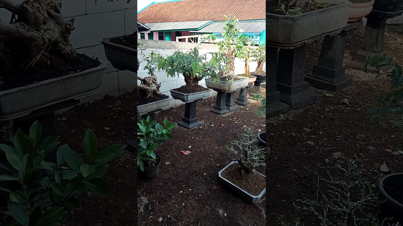 bonsai bakalan