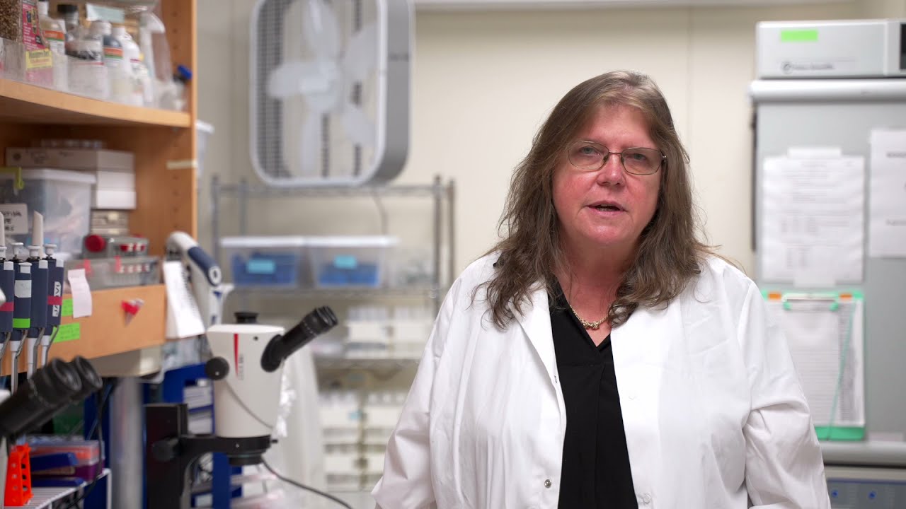 UH Professor Dr Susan Jarvi explains the Rat Lungworm disease (A. cantonensis)