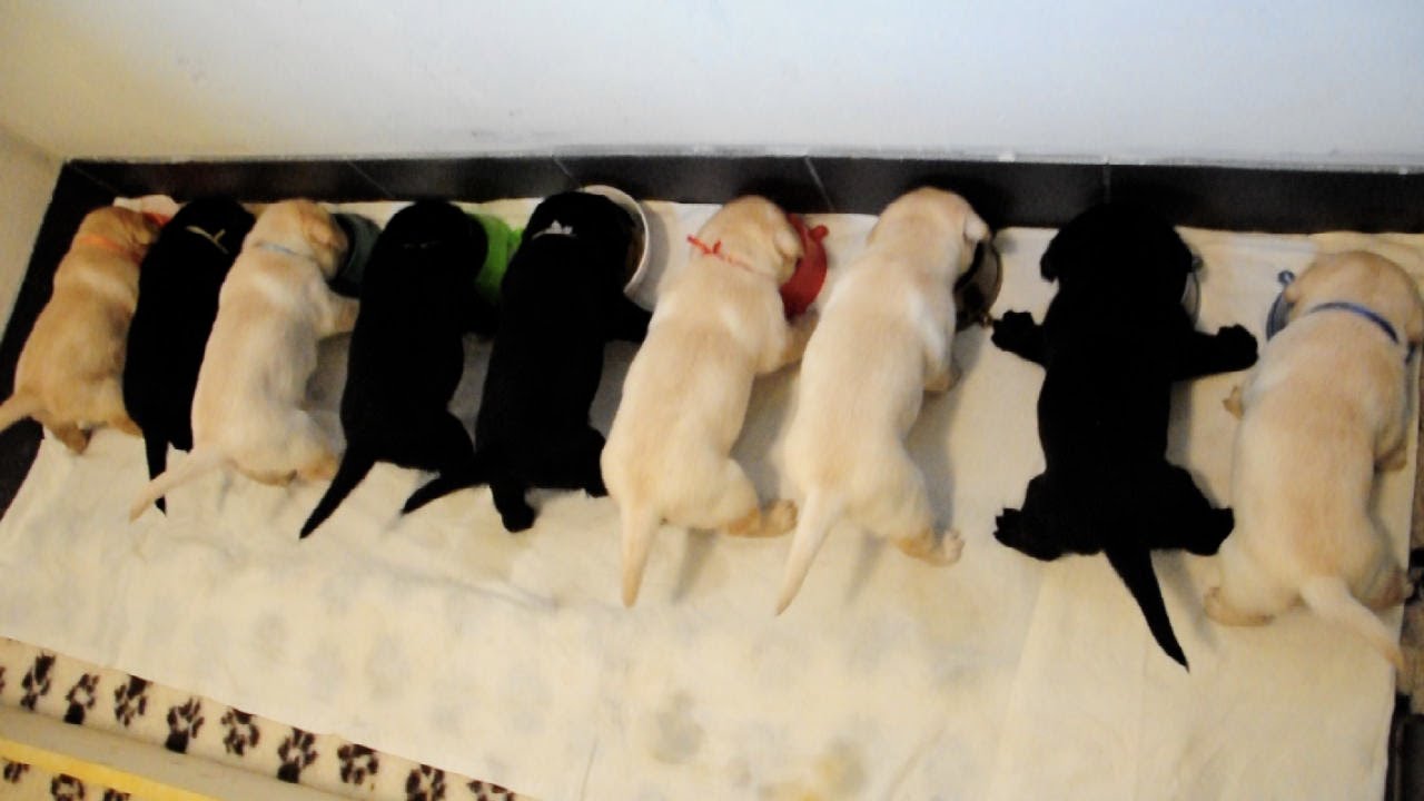 Karmienie labradorów ( feeding labradors )