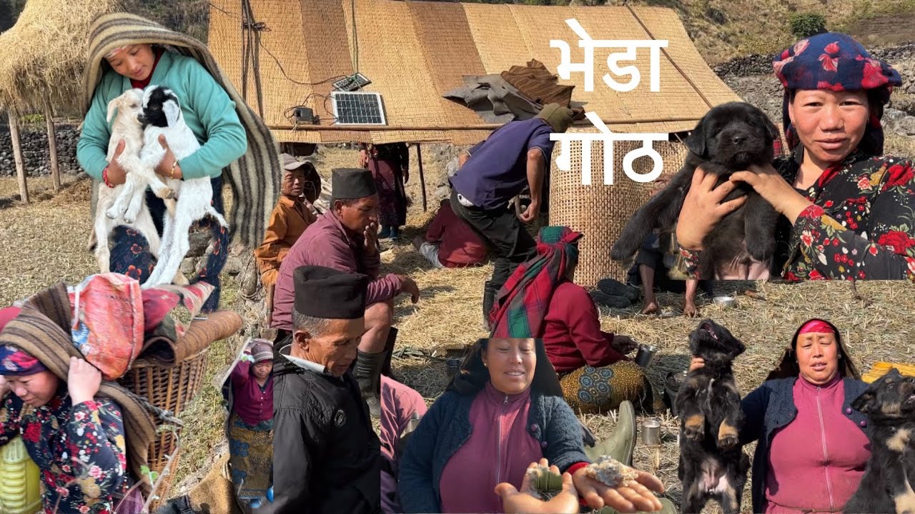 भेडा गोठ सार्न जाद कुकुर को बच्चाले सारै दुखा दियो#Villagelife