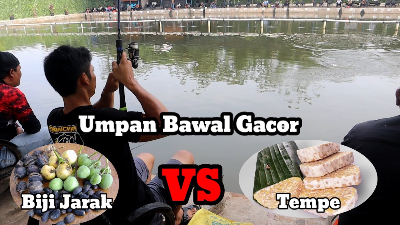 Umpan Bawal Gacor Tempe Dan Biji Jarak | Event Pemancingan Kampoeng Gowes