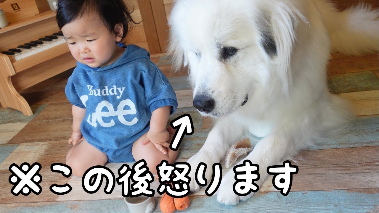 【一触即発】妹のおもちゃを奪い続ける小型犬についに超大型犬が怒りました｜グレートピレニーズ