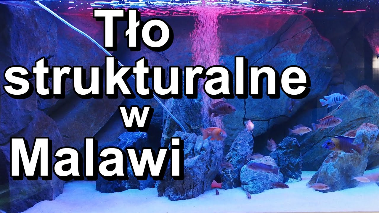 Nowe tło w akwarium malawi *aulonocara i akwaria mojego Taty*