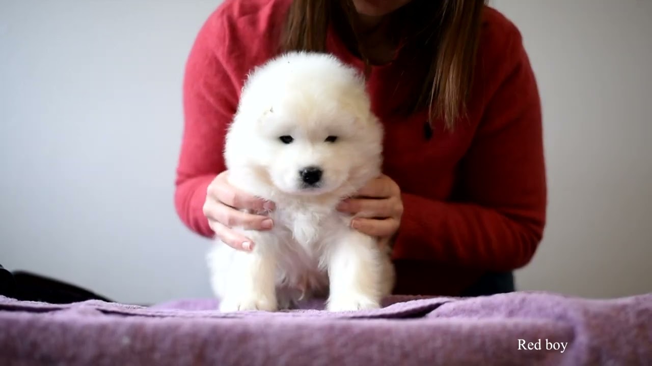 Kalia & Totoro litter - 5 weeks old