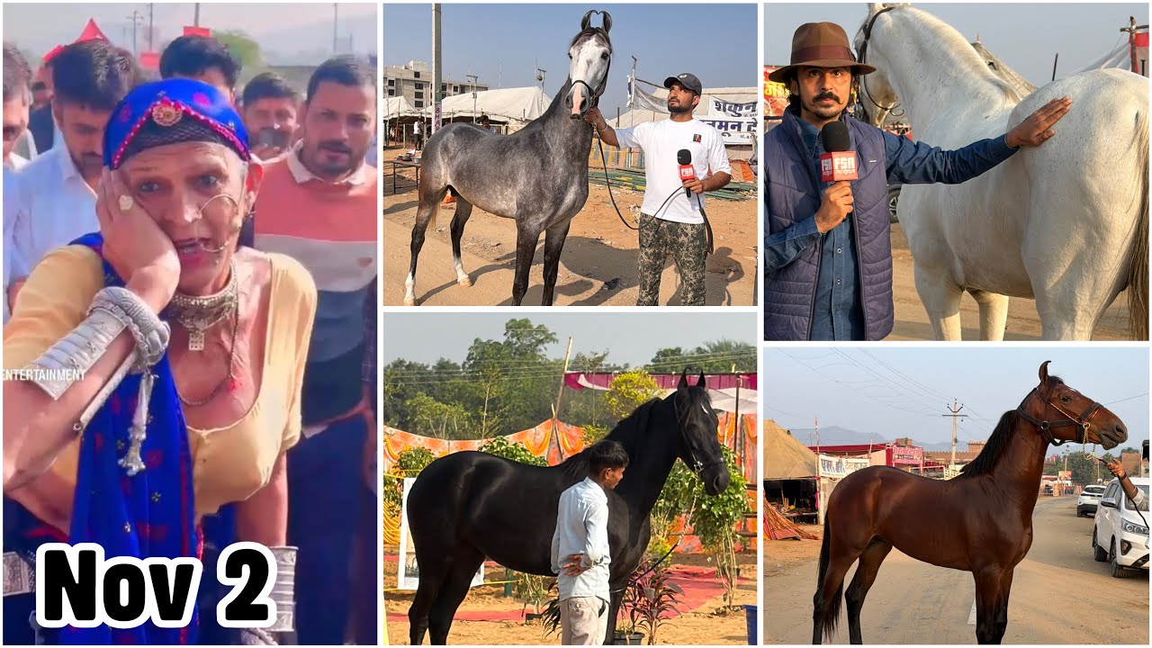 Pushkar Mela 2025 2nd November Morning Vlog Horse Fair