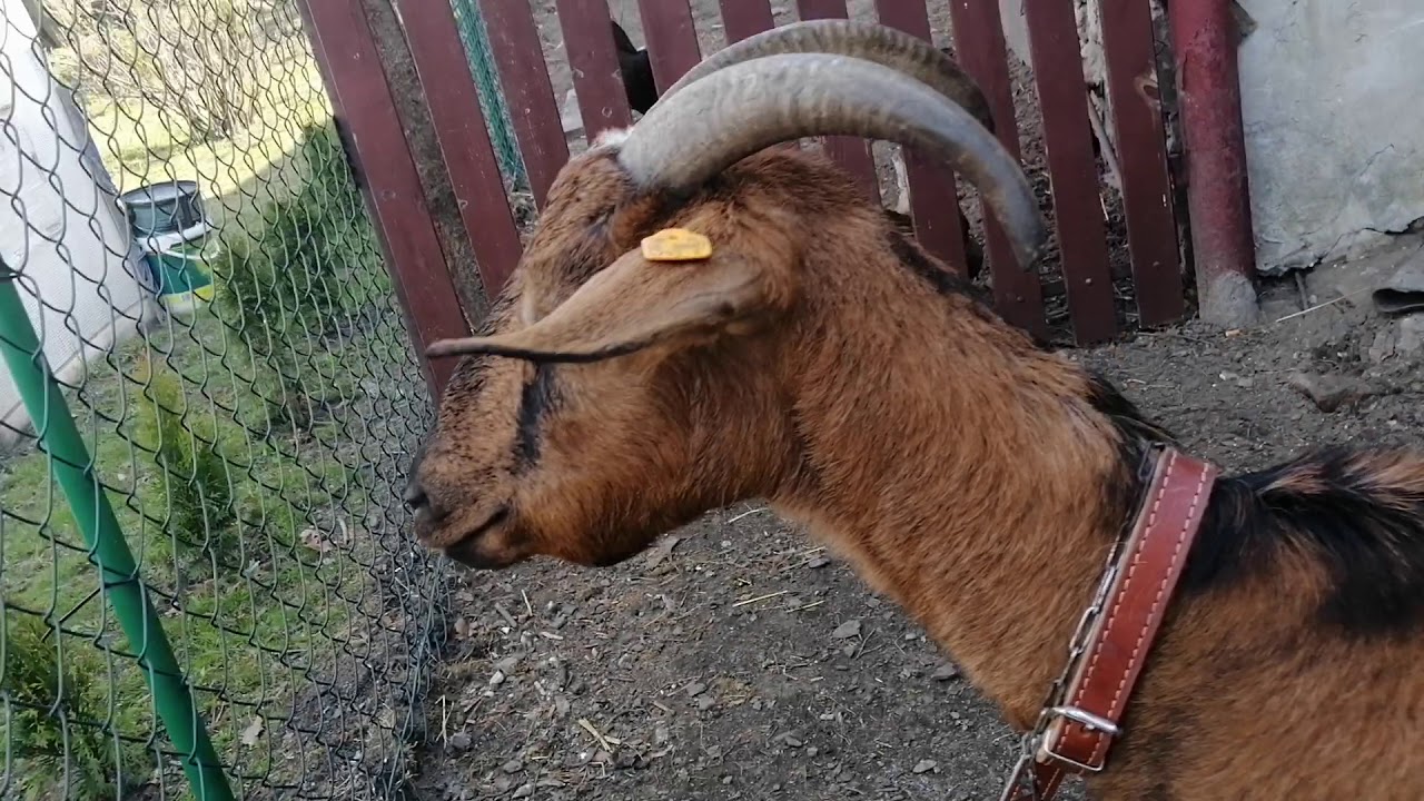 Kozy anglonubijskie
