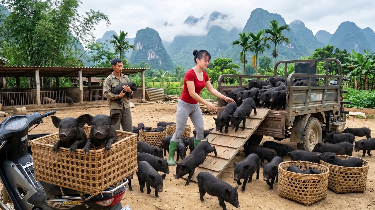 Piglets Farm Buying | Using 3-Wheeled Truck to Carry Piglets to Market