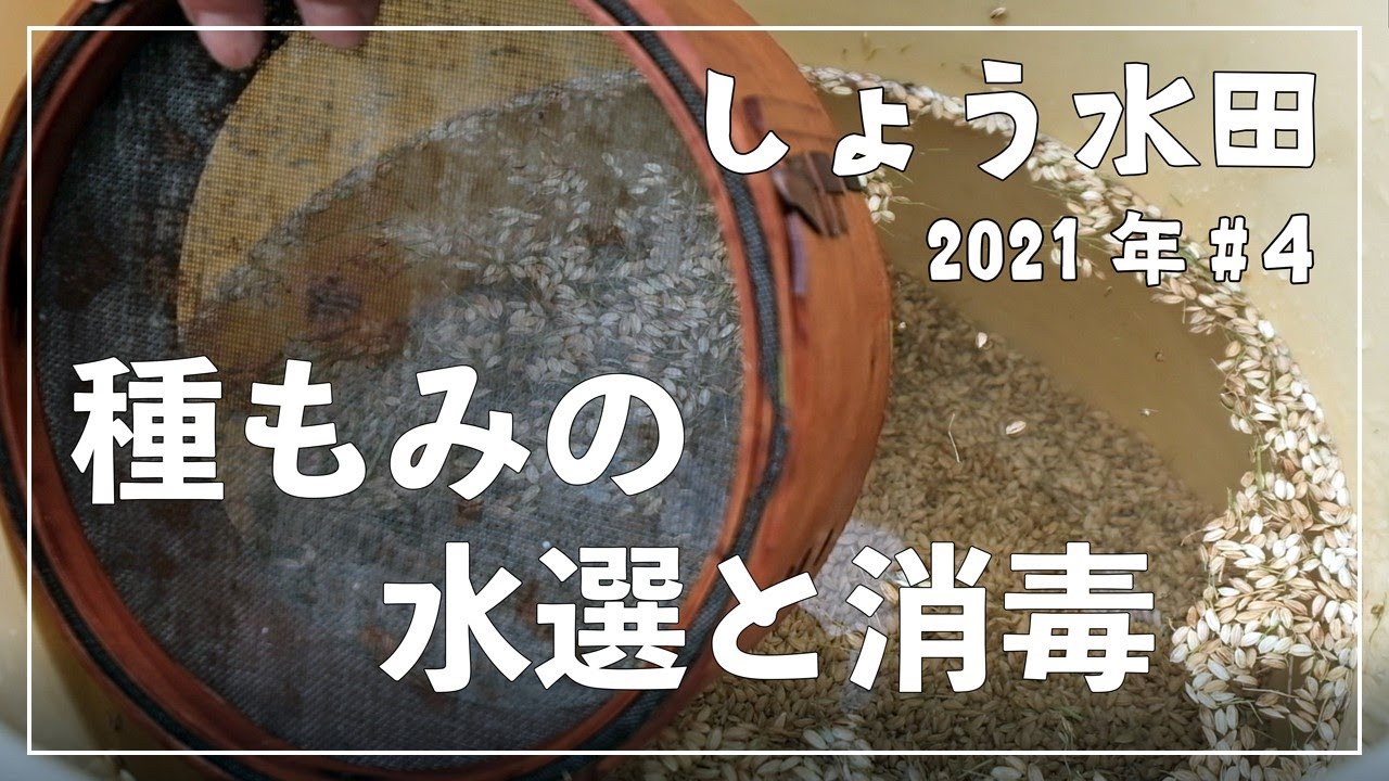 【種もみの水選と消毒の仕方】発芽率アップ！病気予防！安心して育苗するための種もみの準備！しょう水田2021年#4