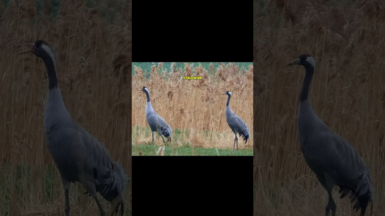 #żuraw #klangor #żurawie #śpiew #cranes #odgłosy #natury #bird #songs