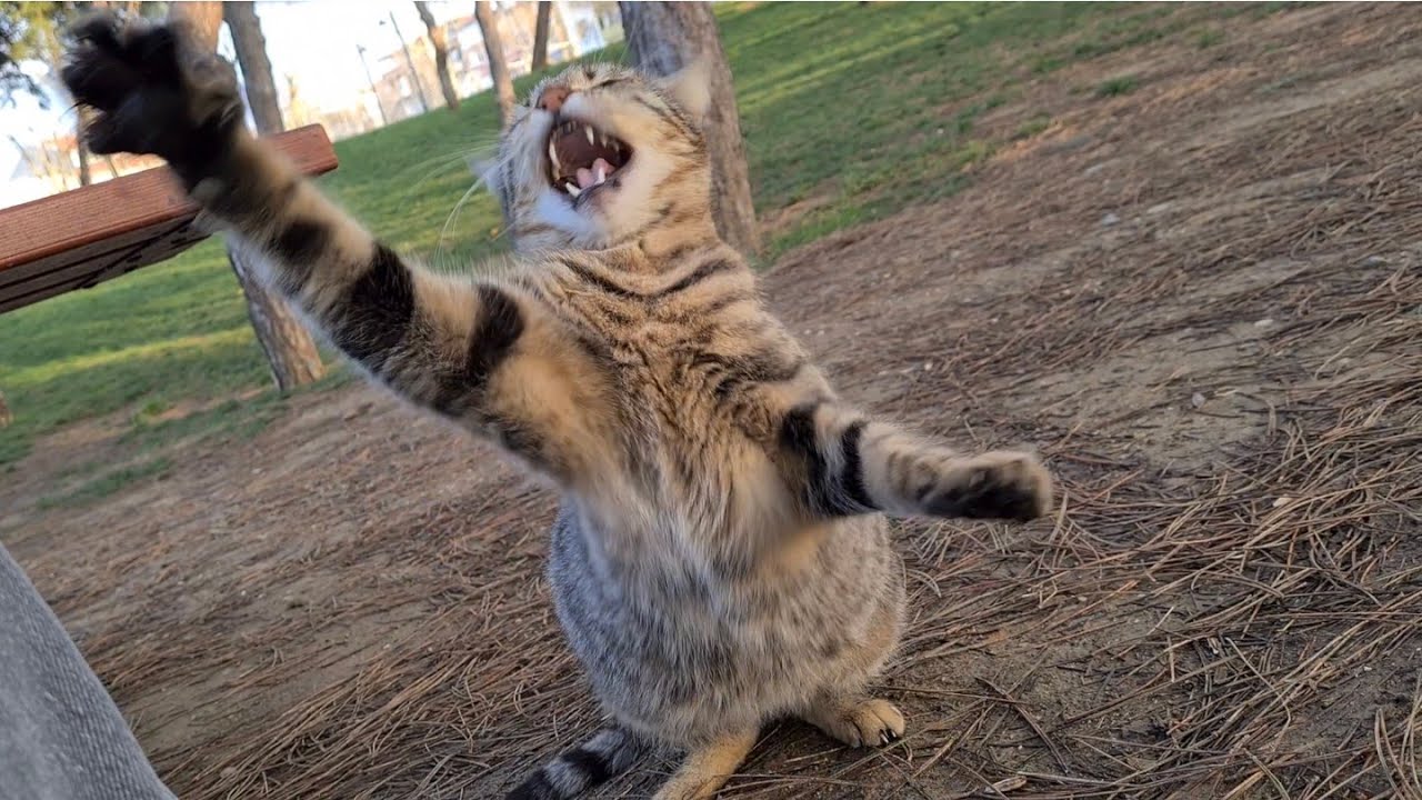 Pregnant tabby cat acts Angry and Attacks.