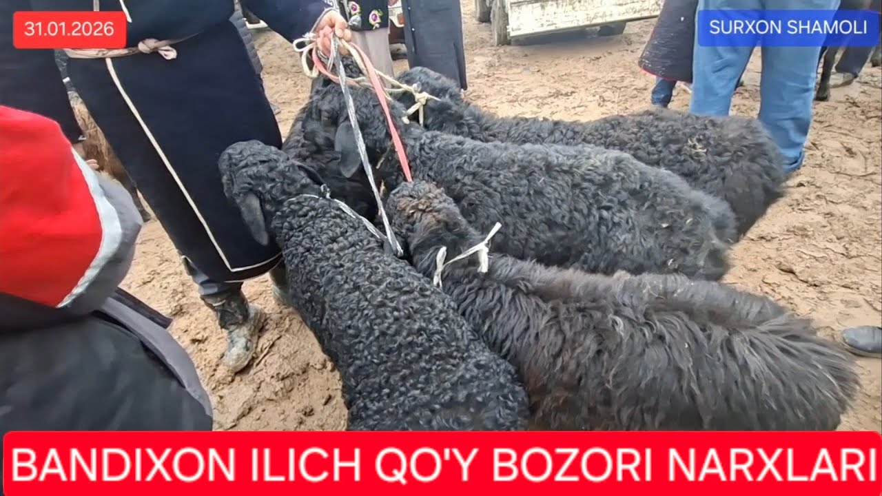 31.01.2026 BANDIXON SHANBA ILICH MOL BOZORIDAN QO'Y QO'ZI NARXLARI 