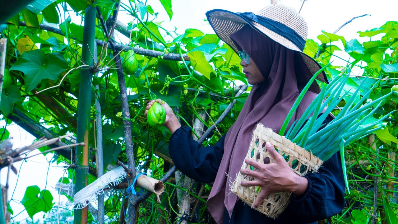 Memetik Labu Siam, Memasak Sayur Lodeh, Menggoreng Ikan Bandeng, Jeruk Hangat | Kampung Asri