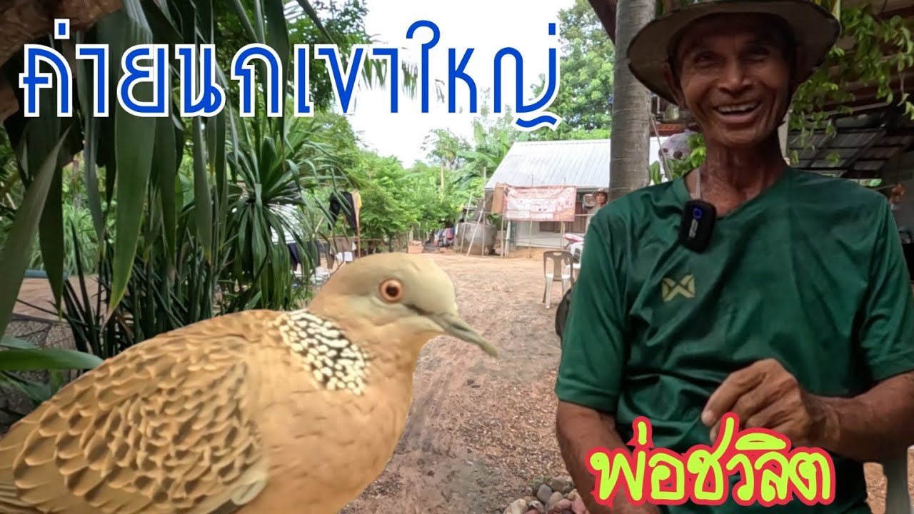 เยี่ยมค่ายนกเขาใหญ่ นกต่อจับนกเชลยเหมือนนกต่อ