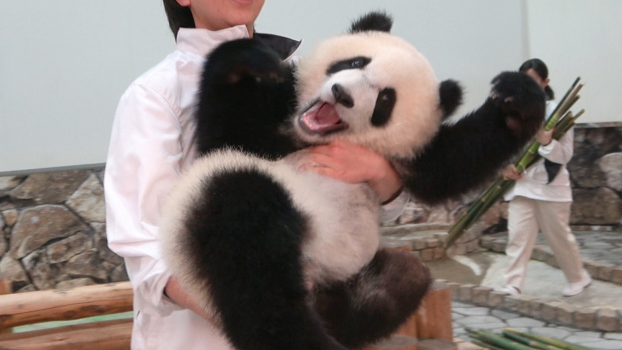 暴れながらやってくる赤ちゃんパンダ♥ 飼育員さんも手に負えないくらい暴れてる笑 #パンダ #アドベン #アドベンチャーワールド