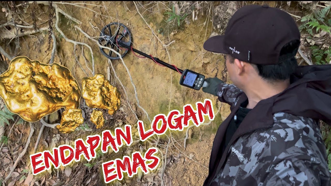 Panen Emas bersarang di akar pepohonan || terdeteksi Metal Detector 