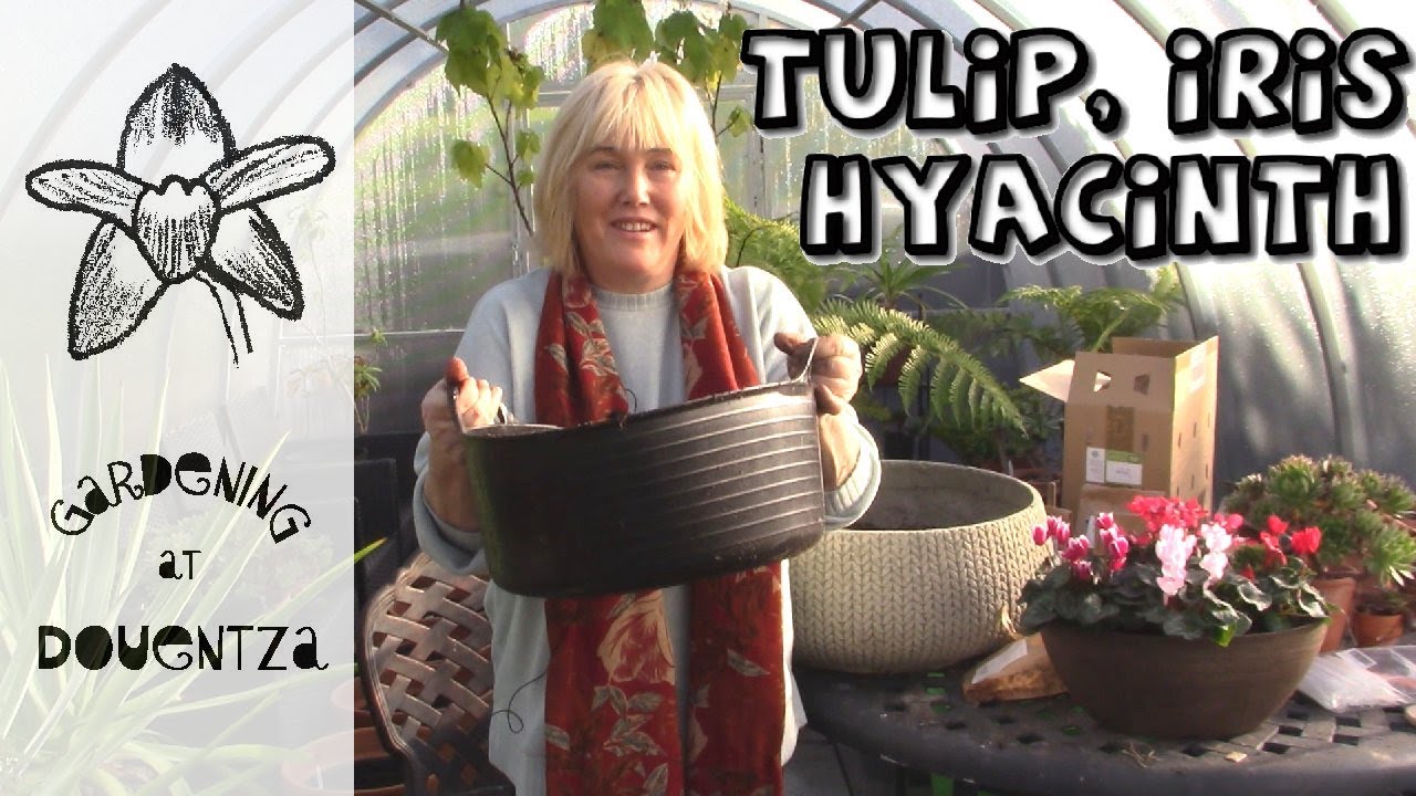 Tulips, Hyacinths & Dwarf Irises in Pots || Spring Bulb Pot Displays