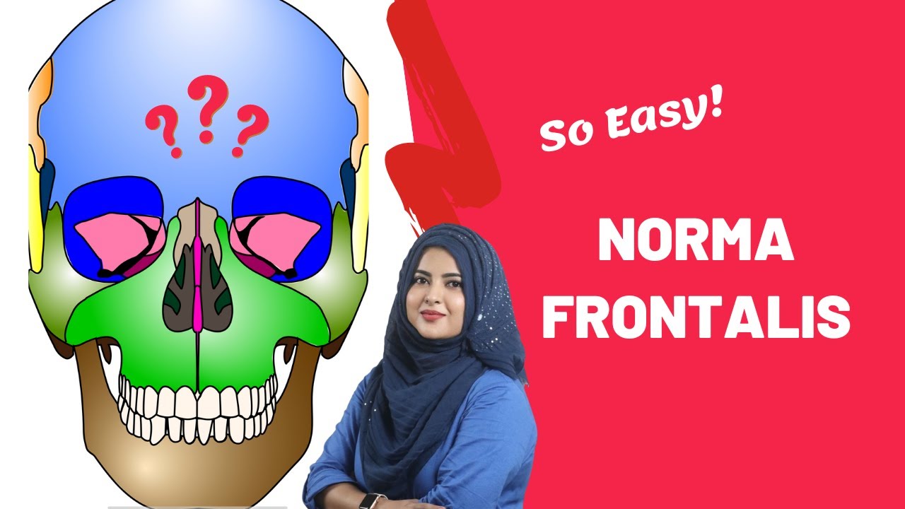 Norma Frontalis | Skull Anatomy