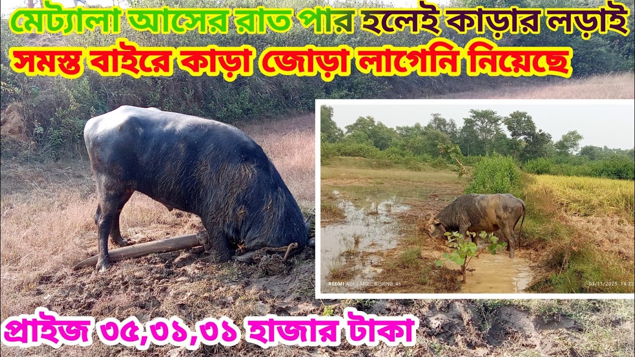 মেট্যালা আসের রাত পার হলেই কাড়ার লড়াই 🔥১ নং কাড়া ৩৫ হাজার ও ২ টি কাড়া ৩১ হাজার টাকা🔥 বিশাল মেলা 