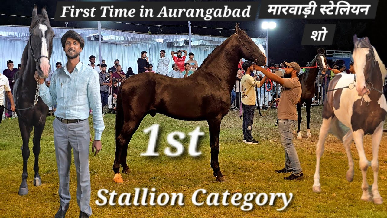 First time Marwadi Horse Ring Show in Aurangabad | Stallion Category with results | marwadi ghode