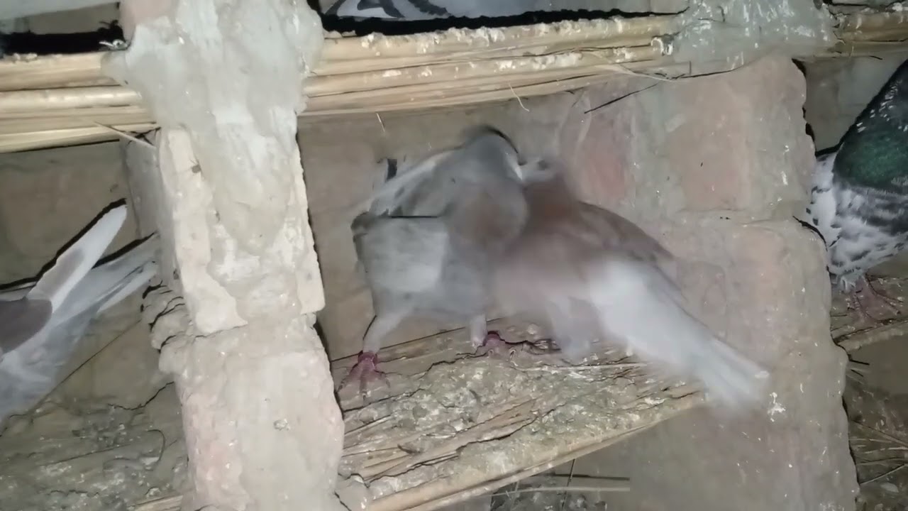 Racing pigeons All bard's bareding parie home bareed very beautiful garoth 