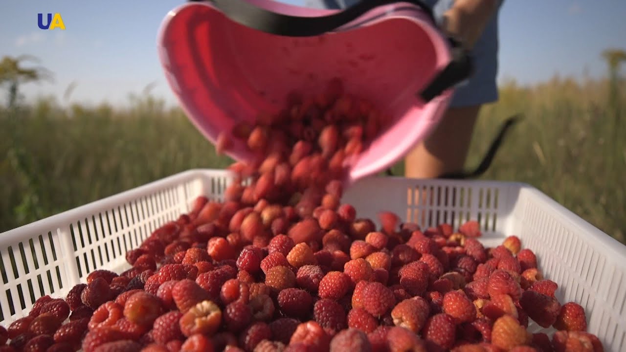 زراعة توت العليق الأحمر في مزارع أوكرانيا