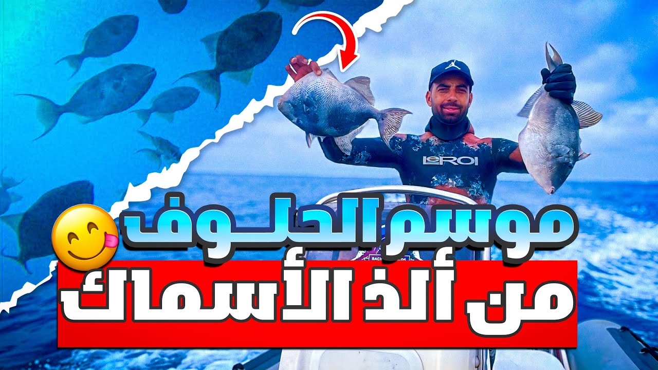  🔥موسم الديب أو الفأر… 🌊 صيد موفق وحصيلة قوية 💪🏻 