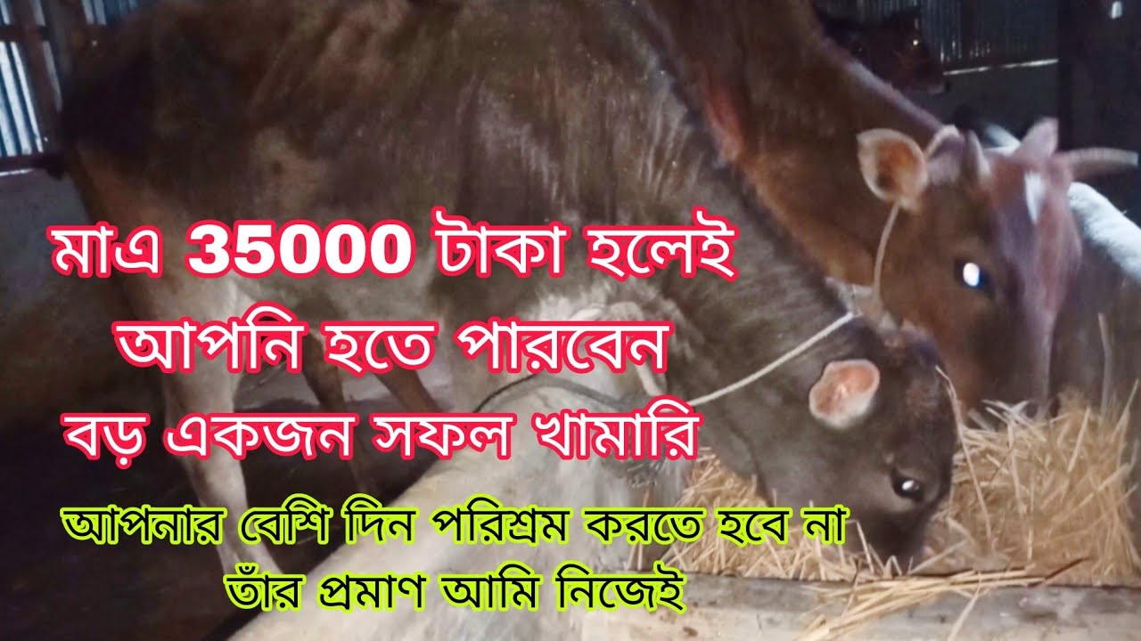 মাএ 35000 টাকা হলেই আপনি হতে পারবেন বড় একজন সফল খামারি|| আপনার বেশি দিন পরিশ্রম করতে হবে না ||