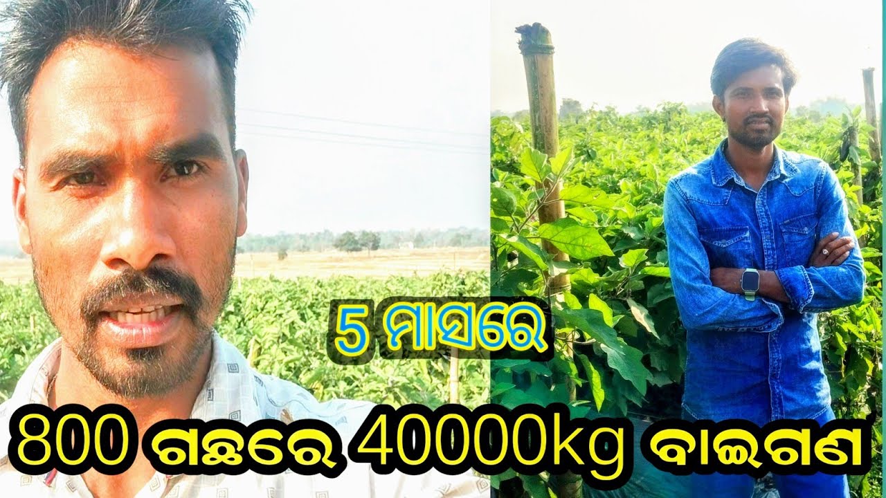 5 ମାସରେ 800 ଗଛରେ 40000 kg ବାଇଗଣ ଅମଳ କଲେ ସଫଳ ବାଇଗଣ ଚାଷୀ