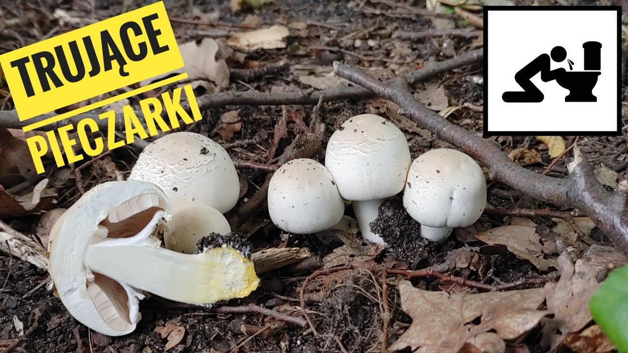 Pieczarka karbolowa (Agaricus xanthodermus) UWAGA TRUJĄCĄ!!!