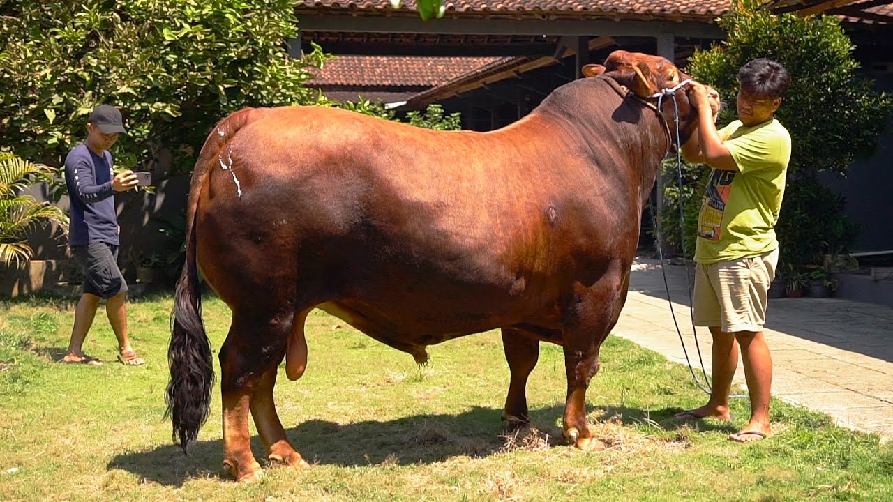 LEBIH JUMBO DARI Y4NG DIKIRA !! GANTI KELUH 2 SAPI QURBAN KANDANG TEPI JURANG
