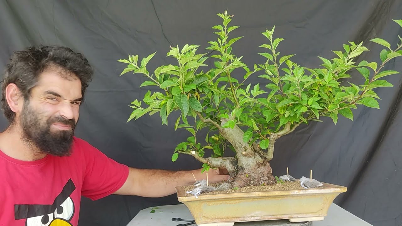 Poda de formación de Manzano Everest Bonsai DIFERENTE!