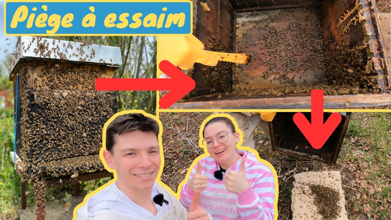 ASTUCE PIÈGE À ESSAIM : on laisse une colonie dans la ruche 