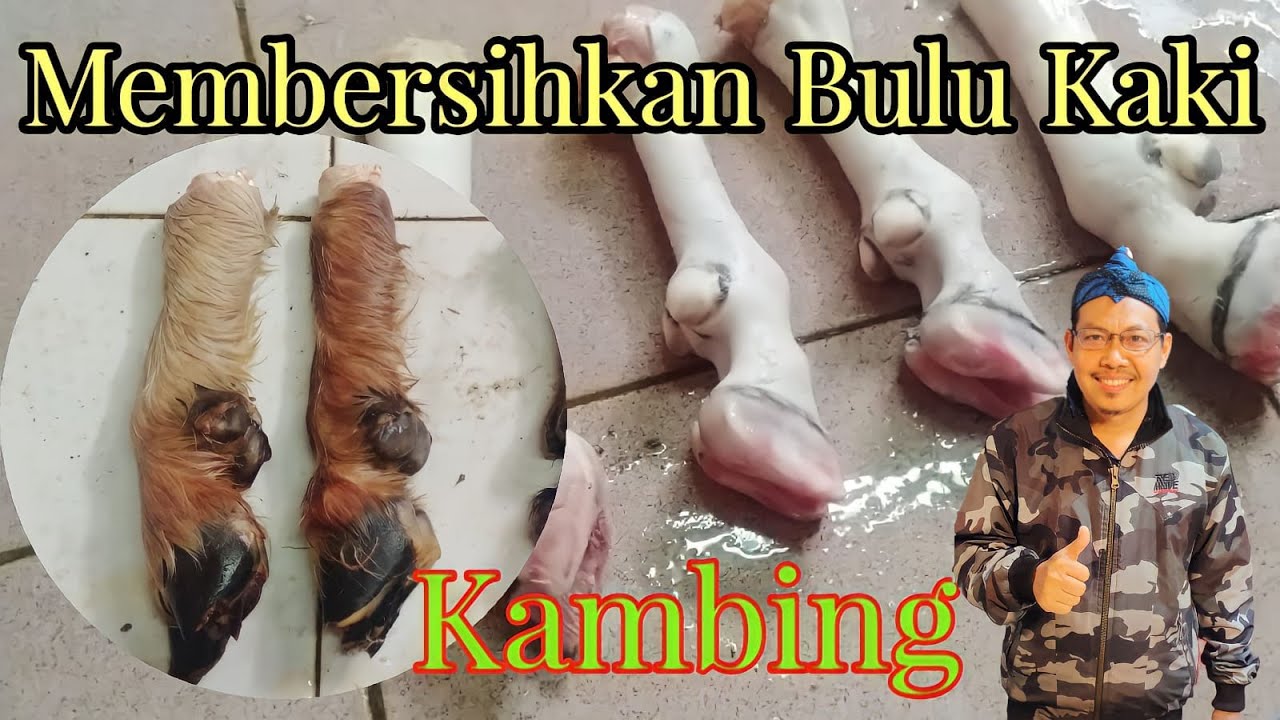 Cara Membersihkan Bulu Kaki Kambing Dengan Mudah