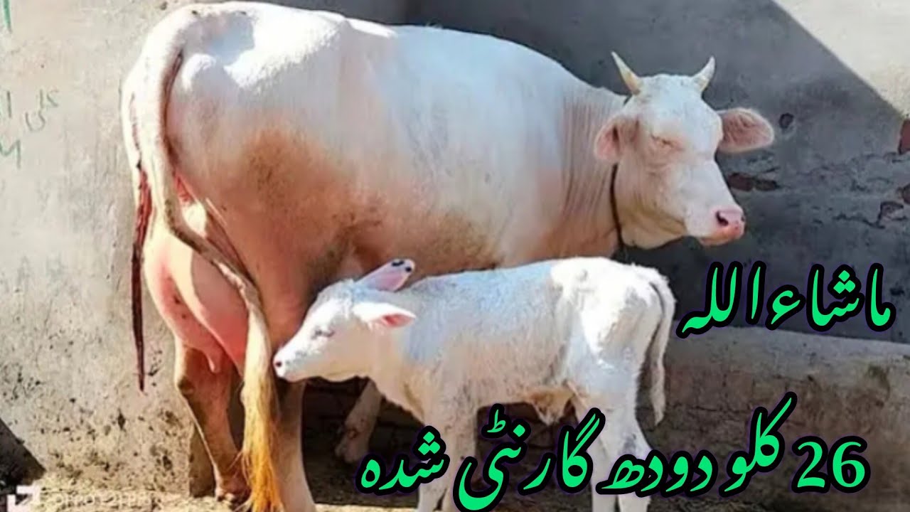Nokri gaye milak 25 liter for sale YouTube in Pakistan 08/01/2025/03085773788