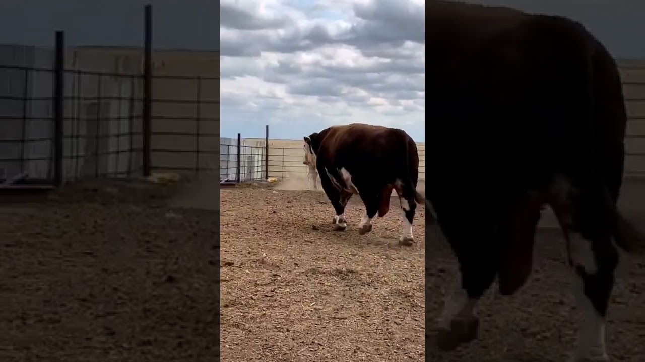 #Big Hereford bull