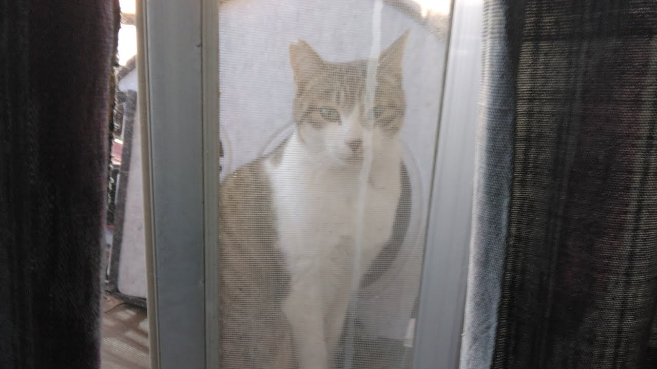 cat wave check 鉾田市猫、波チェック