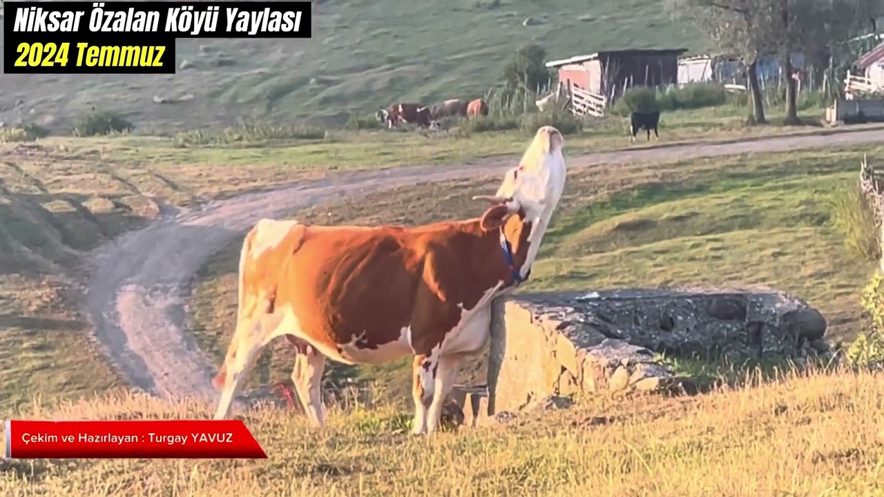 Niksar Çamiçi Özalan Köyü Yaylası Tanıtımı ~ Elektriği olmayan yaylada zorlu yaşam  Olukalan Köyü