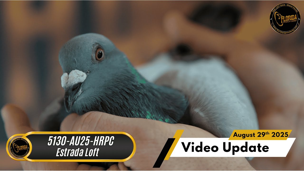 Florida Pigeon Derby August 29th Video Update