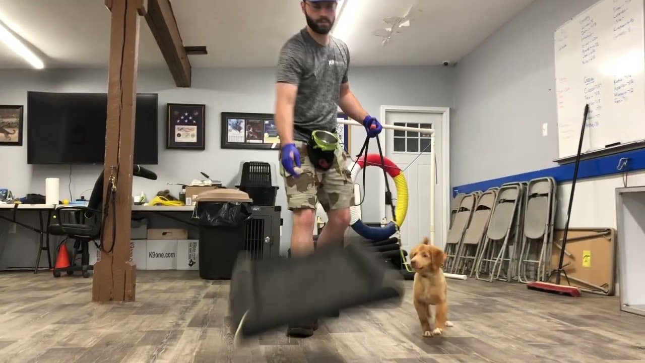 Dani Bazyk - Week 2 (Nova Scotian Duck Tolling Retriever puppy Training)