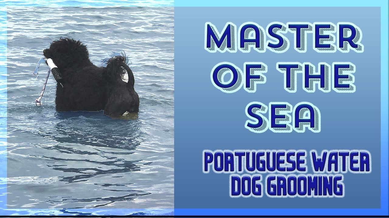 Best Lion Trim Portuguese water dog tutorial from beginner to professional.